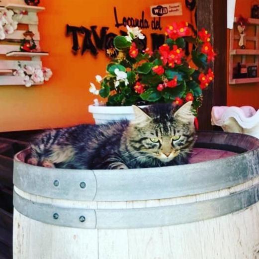 Locanda Del Tavolo Matto Potenza Picena Eksteriør billede